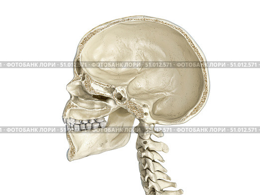 Human skull mid sagittal cross-section, side view, white background. Стоковое фото, фотограф Leonello Calvetti/Stocktrek Images / ТАСС / Фотобанк Лори