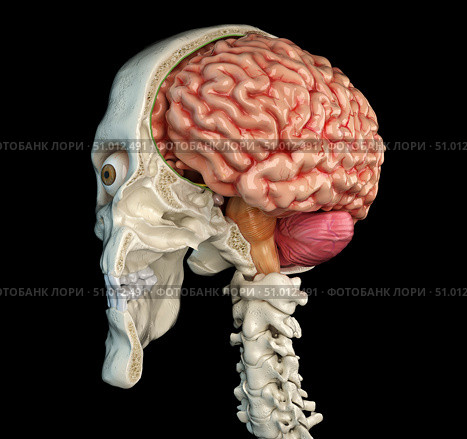 Human skull mid sagittal cross-section with brain. Стоковое фото, фотограф Leonello Calvetti/Stocktrek Images / ТАСС / Фотобанк Лори
