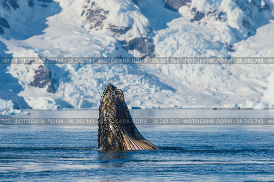 Humpback Whale feeding krill. Стоковое фото, фотограф Vladimir / Фотобанк Лори