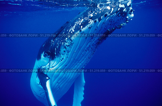 Humpback whale, Tonga Islands, South Pacific. VW Pics/Stocktrek Images/TASS. Стоковое фото, агентство ТАСС / Фотобанк Лори