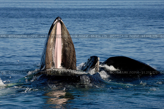 Humpback whales bubble-net feeding, Clarence Strait, Alaska, Pacific Ocean. VW Pics/Stocktrek Images/TASS. Стоковое фото, агентство ТАСС / Фотобанк Лори
