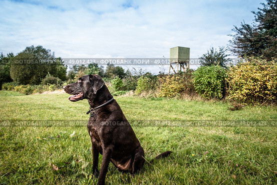 Hunting dog on a green field with a lookout. Стоковое фото, агентство Ingram Publishing / Фотобанк Лори