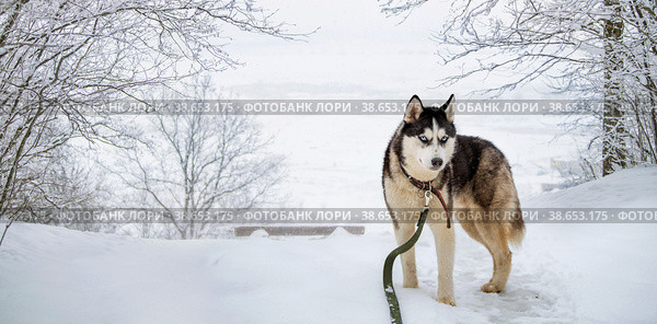 Husky dog portrait. Siberian husky with blue eyes in winter snowy park . Стоковое фото, фотограф Мария Мороз / Фотобанк Лори