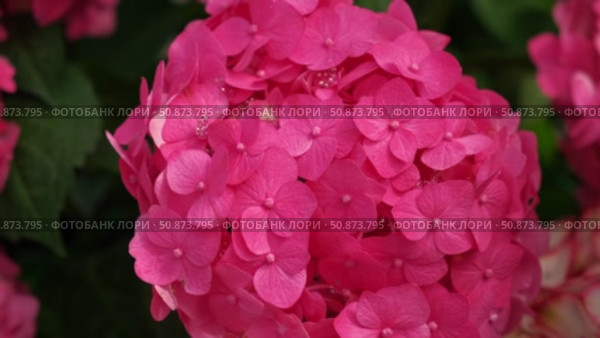Hydrangea blooming. Blue, purple and pink heads of hydrangea flower petals. Beautiful Garden. Landscaping trend. Shrubbery blooms in the backyard. Scenic of nice landscaped. Green home design. Closeup. Стоковое видео, видеограф Марина Демидюк / Фотобанк Лори