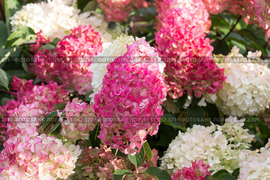 Hydrangea paniculata, Hydrangea paniculata Vanille Fraise grow in the garden. Стоковое фото, фотограф Татьяна Васильева / Фотобанк Лори