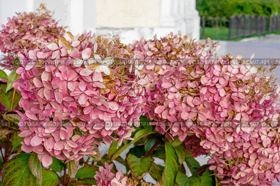 Hydrangea paniculata Vanille Fraise. Close-up of pink flowers of summer-autumn blooming perennial garden shrub Hydrangea paniculata Vanille Fraise Renhy. Стоковое фото, фотограф Оксана Медведева / Фотобанк Лори