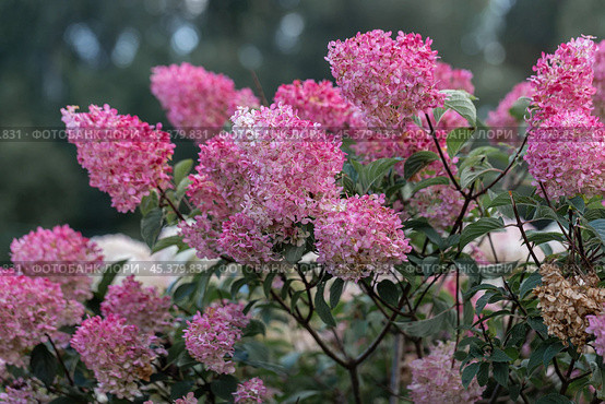 Hydrangea paniculata Vanille Fraise on a stem. Стоковое фото, фотограф Ольга Сейфутдинова / Фотобанк Лори