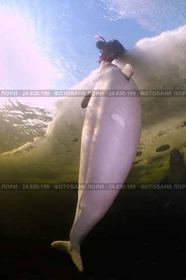 Ice diving with white whale, Beluga whale ( Delphinapterus leucas) in Arctic, Russia, Russian north, north, Kareliya, White sea. Стоковое фото, фотограф Некрасов Андрей / Фотобанк Лори