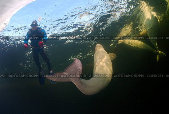 Ice diving with white whale, Beluga whale ( Delphinapterus leucas) in Arctic, Russia, Russian north, north, Kareliya, White sea. Стоковое фото, фотограф Некрасов Андрей / Фотобанк Лори