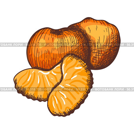 Icon Of Mandarin. Hand Drawn Sketch Design. Vector Illustration. Стоковая иллюстрация, агентство Ingram Publishing / Фотобанк Лори