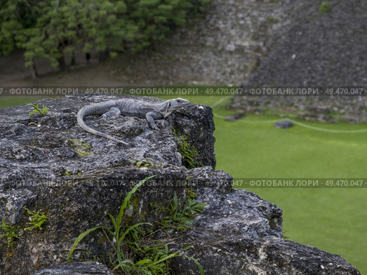 Iguana on rock, Ancient Mayan Archaeological Site, San Jose Succotz, Cayo District, Belize. Стоковое фото, агентство Ingram Publishing / Фотобанк Лори