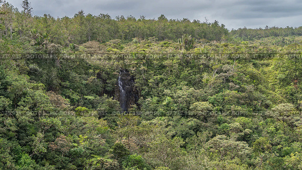 Impenetrable thickets of tropical jungle. A waterfall is visible among the green foliage of the trees. Streams flow down from a sheer cliff. Mauritius. Alexandra Falls. Стоковое фото, фотограф Вера Ивановна Кубарева / Фотобанк Лори