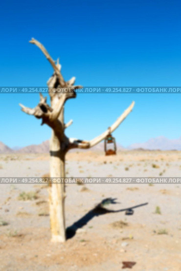 in iran blur old dead tree in the empty desert of persia lamp oil on branch. Стоковое фото, агентство Ingram Publishing / Фотобанк Лори