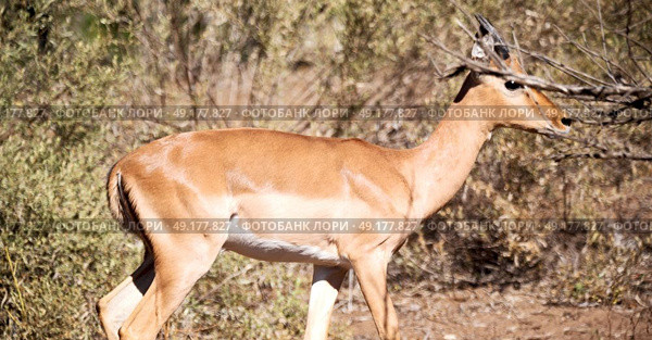 in kruger parck south africa wild impala in the winter bush. Стоковое фото, агентство Ingram Publishing / Фотобанк Лори