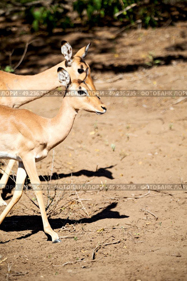 in kruger parck south africa wild impala in the winter bush. Стоковое фото, агентство Ingram Publishing / Фотобанк Лори