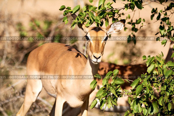 in kruger parck south africa wild impala in the winter bush. Стоковое фото, агентство Ingram Publishing / Фотобанк Лори