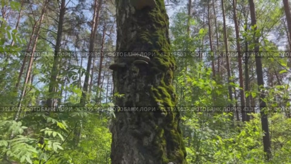 In spring, tinder mushrooms grow on a dead tree in the forest. Стоковое видео, видеограф IRYNA ZAKHARANKA / Фотобанк Лори