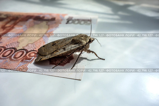 Инфляция. Моль на пятитысячной банкноте/ Insect moth on the surface of the Russian five thousandth banknote. Стоковое фото, фотограф Iva Noel / Фотобанк Лори