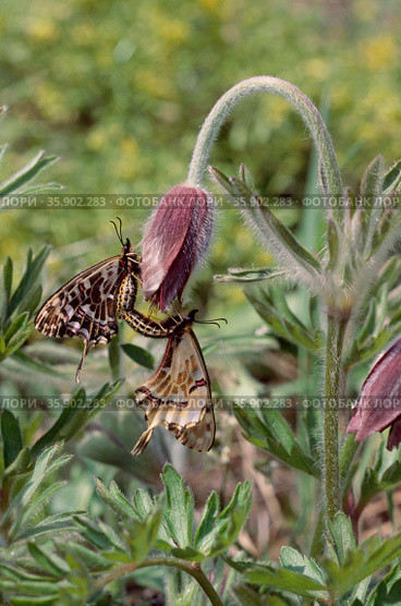 insect. Стоковое фото, агентство Ingram Publishing / Фотобанк Лори