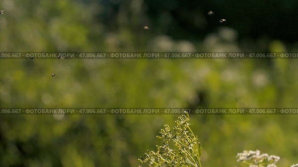 Insects and midges fly over summer field grass. Стоковое фото, фотограф David Kashakhi / Фотобанк Лори