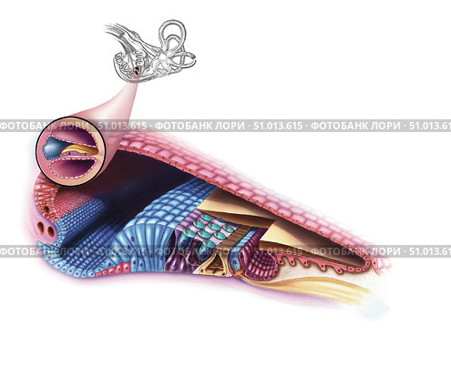 Interior detail of the cochlea. Стоковое фото, фотограф Elise Walmsley-MacWha/Stocktrek Images / ТАСС / Фотобанк Лори