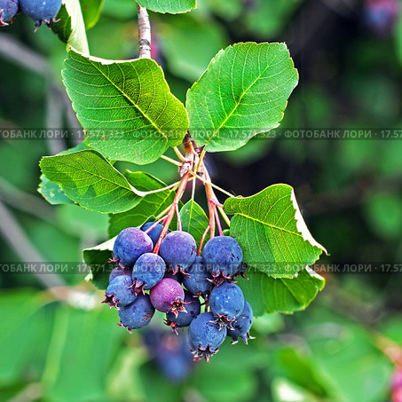 Ирга или Амеланхиер (Amelanchier)  Ягодная кисть на фоне листьев. Стоковое фото, фотограф Евгений Мухортов / Фотобанк Лори