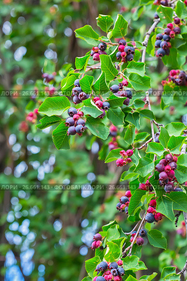 Ирга ( лат. Amelanchier ) — род растений семейства Розовые (Rosaceae), листопадный кустарник. Спеющая ягода на ветвях. Стоковое фото, фотограф Евгений Мухортов / Фотобанк Лори