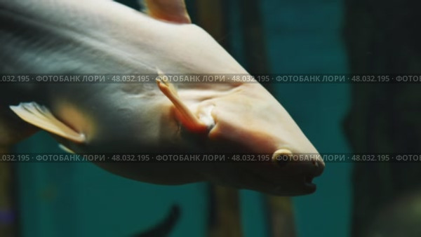 Iridescent shark catfish swimming in dark aquarium water. Стоковое видео, видеограф Mikhail Davidovich / Фотобанк Лори