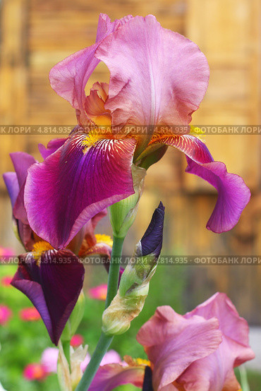 Ирис бородатый (Iris barbata) Стоковое фото, фотограф Евгений Мухортов / Фотобанк Лори