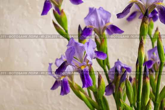 Ирис (Iris) — род многолетних корневищных растений семейства Ирисовые. Стоковое фото, фотограф Hanna Shapialevich / Фотобанк Лори