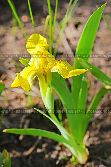 Ирис низкий (Īris humilis) — многолетнее травянистое растение,вид рода Ирис (Iris) семейства Ирисовые (Iridaceae). Дикорастущие растения Сибири. Стоковое фото, фотограф Евгений Мухортов / Фотобанк Лори