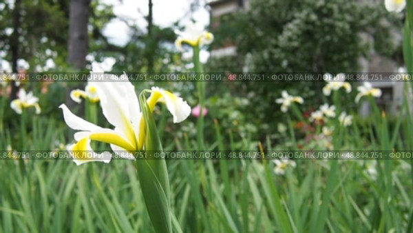 Iris orientalis is a species in the genus Iris, subgenus Limniris and in series Spuriae. It is rhizomatous perennial plant. Beautiful white iris with delicate petals. The yellow inside of the flower. Стоковое видео, видеограф Юлия Петровская / Фотобанк Лори