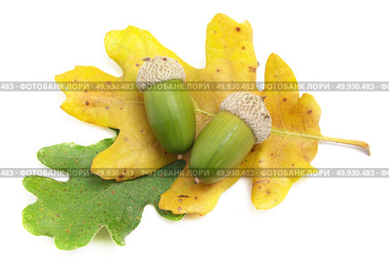 Isolated acorn. Element of design. Стоковое фото, агентство Ingram Publishing / Фотобанк Лори