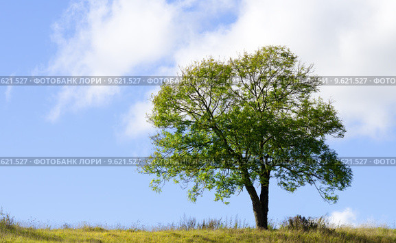 isolated tree. Стоковое фото, фотограф daniel guffanti / PantherMedia / Фотобанк Лори