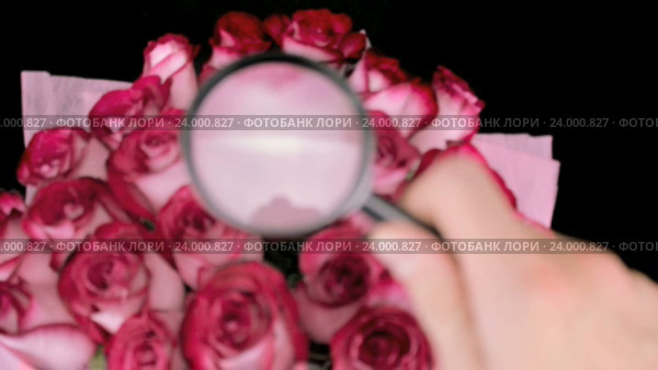 Исследование роз под увеличительным стеклом. Стоковое видео, видеограф Video Kot / Фотобанк Лори