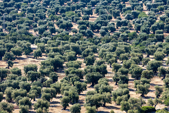 Италия. Апулия. Вид на оливковые плантации. Italy. Apulia. View of olive plantations. Стоковое фото, фотограф Алексей Смышляев / Фотобанк Лори