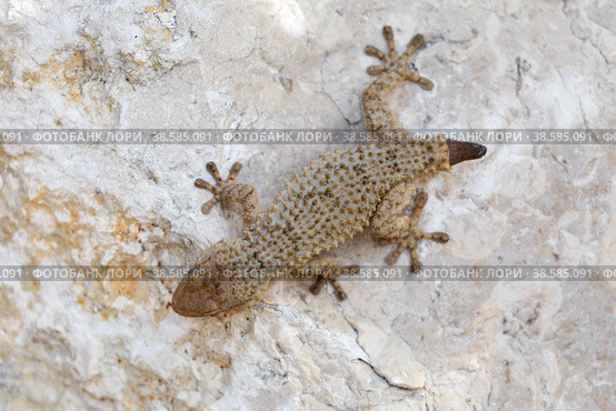 Италия. Скаури. Геккон греется на камнях на солнце. Italy. Scauri. A gecko basks on the rocks in the sun. Italy. (2021 год). Стоковое фото, фотограф Алексей Смышляев / Фотобанк Лори