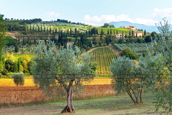 Italy. A typical rural landscape with olive trees, vineyards on the slopes of hills and farmhouses with cypress trees in the autumn afternoon (2013 год). Стоковое фото, фотограф Виктория Катьянова / Фотобанк Лори