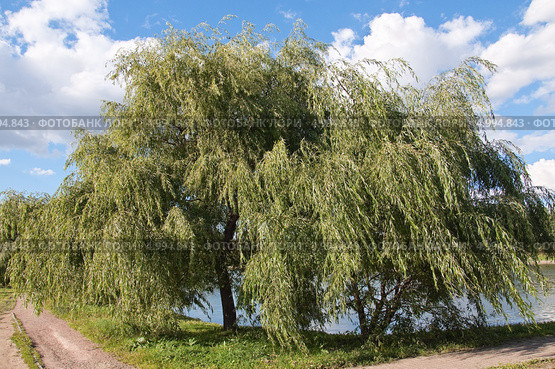 Ива белая (Salix alba) на ветру. Стоковое фото, фотограф Алёшина Оксана / Фотобанк Лори