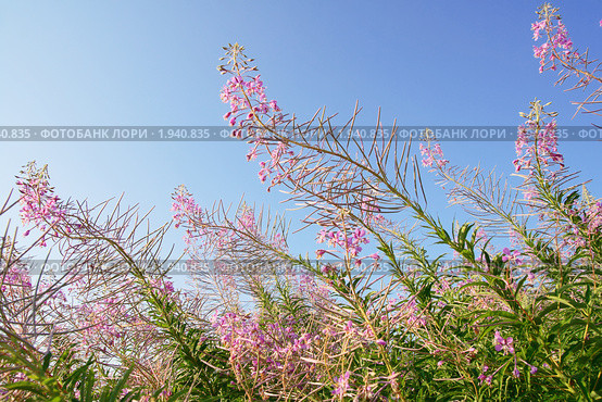 Иван-чай обыкновенный (Epilobium angustifolium) Стоковое фото, фотограф Галина Ермолаева / Фотобанк Лори