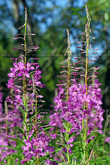 Иван-чай узколистный (Chamerion angustifolium), или Кипрей узколистный (Epilobium angustifolium). Цветение растения на Ямале. Стоковое фото, фотограф Григорий Писоцкий / Фотобанк Лори