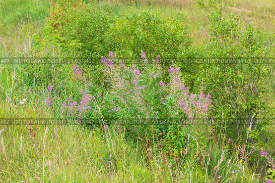 Иван-чай Узколистный Epilobium Angustifolium, цветущее лекарственное растение, на склоне холма. Стоковое фото, фотограф Андрей Цыганков / Фотобанк Лори