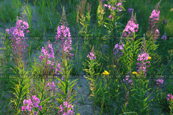 Иван-чай узколистный (лат. Chamerion angustifolium), или Кипрей узколистный (лат. Epilobium angustifolium) при вечернем освещении. Цветение растения на Ямале. Стоковое фото, фотограф Григорий Писоцкий / Фотобанк Лори