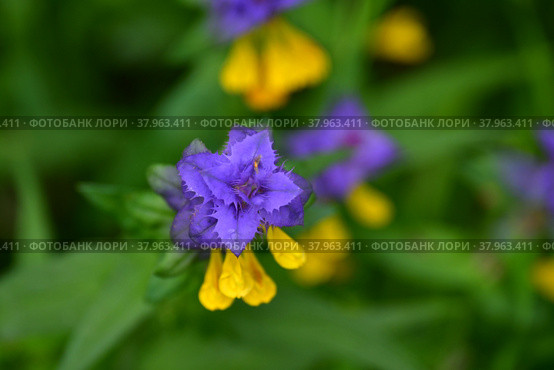 Иван-да-Марья или марьянник дубравный (лат. Melampyrum nemorosum), крупный план. Стоковое фото, фотограф Татьяна Саванькова / Фотобанк Лори