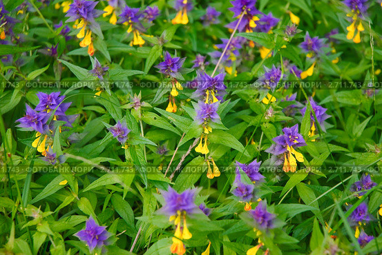 Иван-да-Марья или марьянник дубравный (Melampyrum nemorosum) Стоковое фото, фотограф Алёшина Оксана / Фотобанк Лори