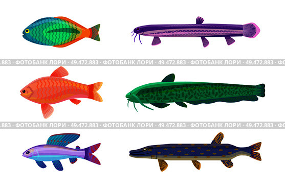 Jewel cichlid and brook trout fish. Tropical cold-blooded animals with no limbs living in water. Different types of sea creatures vector illustration. Jewel Cichlid and Brook Set Vector Illustration. Стоковая иллюстрация, агентство Ingram Publishing / Фотобанк Лори