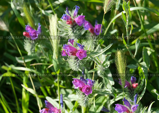 Judean viper's bugloss (lat.- Echium judaeum) Стоковое фото, фотограф Irina Opachevsky / Фотобанк Лори