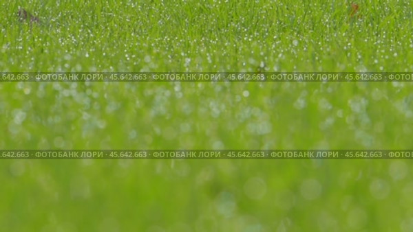 Juicy bright green grass and dew drops. Close up. Perfect Lawn background. Texture of new grass growing in field. Meadow on warm sunset or sunrise time. Tranquil nature scene. Golden hour. Greenery. Стоковое видео, видеограф Марина Демидюк / Фотобанк Лори