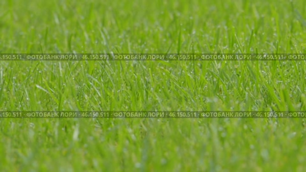 Juicy bright green grass and dew drops. Close up. Perfect Lawn background. Texture of new grass growing in field. Meadow on warm sunset or sunrise time. Tranquil nature scene. Golden hour. Greenery. Стоковое видео, видеограф Марина Демидюк / Фотобанк Лори