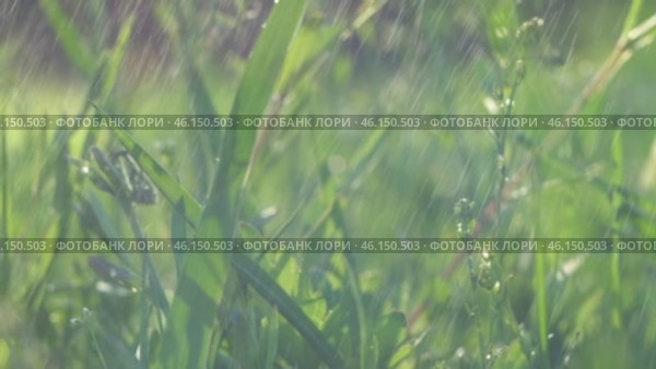 Juicy bright green grass in sunlight. Close up. Lawn background. Texture of new grass growing in field. Meadow on warm sunset or sunrise time. Tranquil nature scene. Golden hour. Greenery, dew drops. Стоковое видео, видеограф Марина Демидюк / Фотобанк Лори
